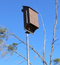 Bat Houses Don't Help
