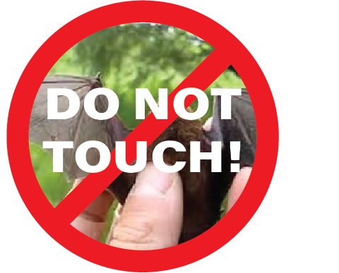 Don't Touch Bats!