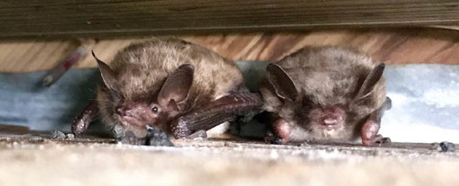 Bats hibernating in attic