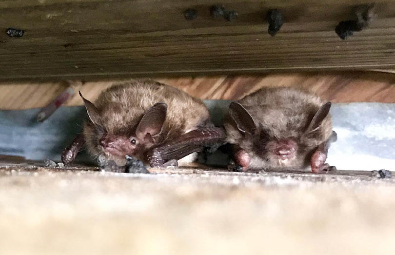 Bats hibernating in attic