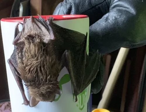 The Truth About Bats and Rabies